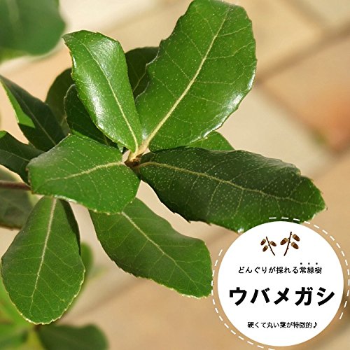 Amazon | どんぐりの木 ウバメガシ1年生ポット苗 庭木 | 植木